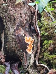 Podoscypha petalodes