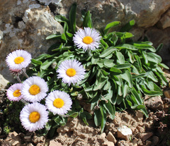 Erigeron caucasicus venustus