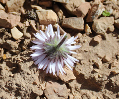 Erigeron caucasicus venustus