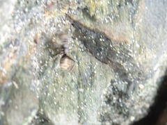 Dolichoderus bispinosus