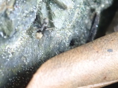 Dolichoderus bispinosus