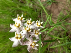 Asclepias flexuosa