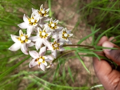 Asclepias flexuosa