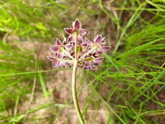 Asclepias flexuosa
