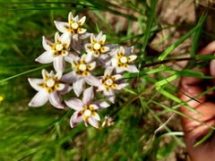 Asclepias flexuosa