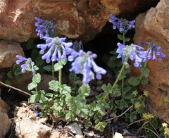 Nepeta supina