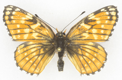 Chlosyne leanira flavodorsalis