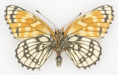 Chlosyne leanira flavodorsalis