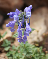 Nepeta supina