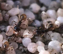 Pheidole barbata