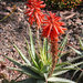 Spider Aloe - Photo (c) The Ruth Bancroft Garden, some rights reserved (CC BY-NC)