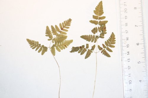 Image of Nahanni Oak Fern (Gymnocarpium continentale) by no rights reserved