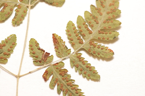 Image of Gymnocarpium continentale by no rights reserved
