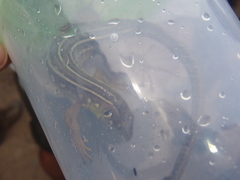 Lacerta trilineata polylepidota