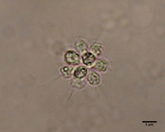 Anthophysa