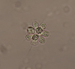Anthophysa
