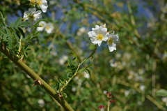 Rosa beggeriana
