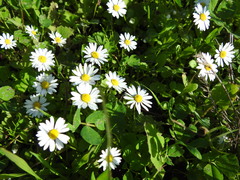 Bellis annua
