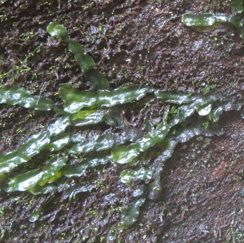 Dumortiera hirsuta observed 2020-03-05