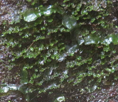 Dumortiera hirsuta observed 2020-03-05