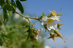 Rosa beggeriana