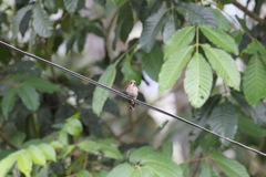 Colibri delphinae image
