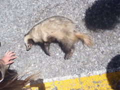 Meles canescens arcalus