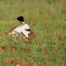 Little Bustard - Photo (c) Xavier Rufray, some rights reserved (CC BY-NC), uploaded by Xavier Rufray