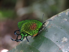 Arcas imperialis