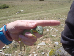 Lacerta trilineata polylepidota