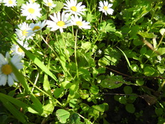 Bellis annua
