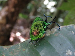 Arcas imperialis