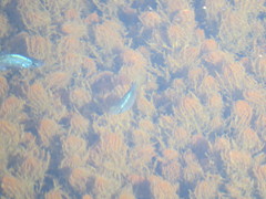 Cyprinodon macularius