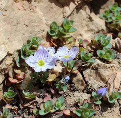 Veronica telephiifolia