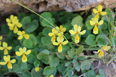 Viola caucasica