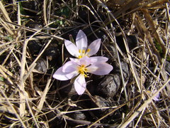 Colchicum triphyllum