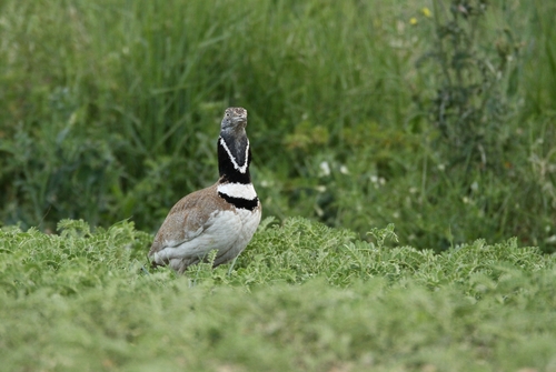 Little Bustard