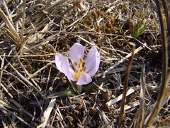 Colchicum triphyllum