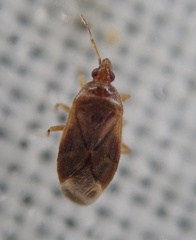 Cardiastethus fasciiventris