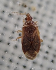 Cardiastethus fasciiventris