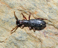 Stenosis mendizabali