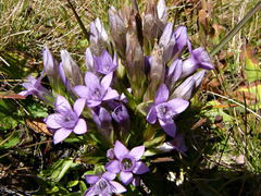 Gentianella rhaetica