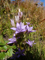 Gentianella rhaetica