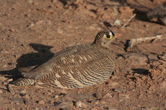 Pterocles lichtensteinii
