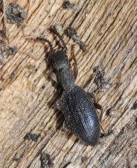 Stenosis hispanica