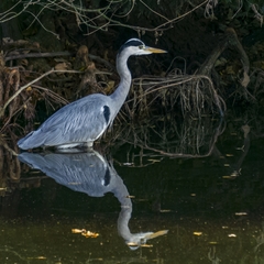 Ardea cinerea
