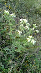 Parthenium bipinnatifidum