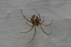 Steatoda triangulosa