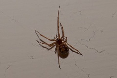 Steatoda triangulosa