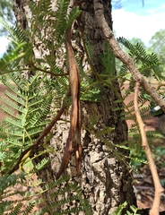 Vachellia pachyphloia